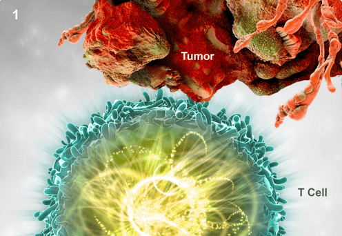 Mechanism of Action of KEYTRUDA® (pembrolizumab) | Health Care ...